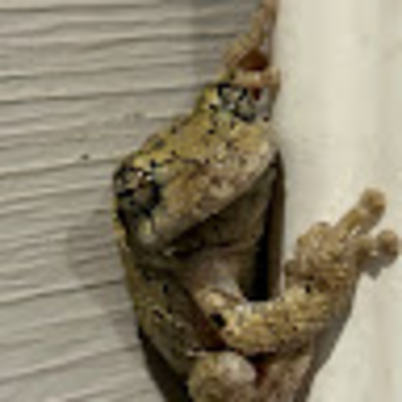 Meet your Posher, G - Picture 1 of 1